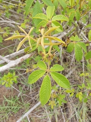 Vitex ferruginea