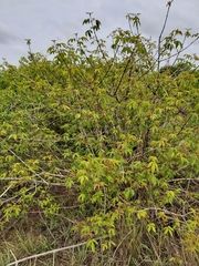 Vitex ferruginea