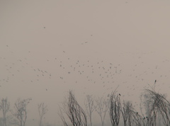 Phalacrocorax carbo