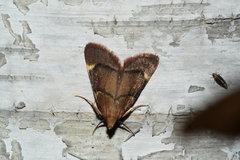 Hypsopygia thymetusalis