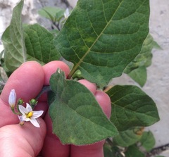 Solanum villosum