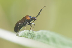 Deraeocoris punctum