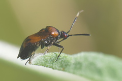 Deraeocoris punctum