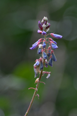 Desmodium intortum