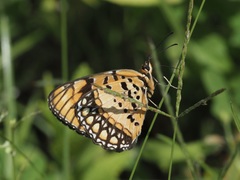 Byblia anvatara