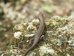Trachylepis albotaeniata