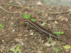 Trachylepis albotaeniata