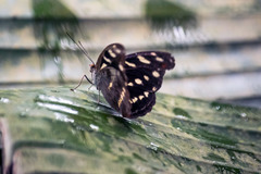 Catonephele acontius acontius