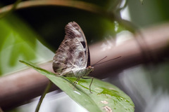 Catonephele acontius acontius