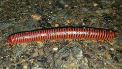 Rhinocricidae