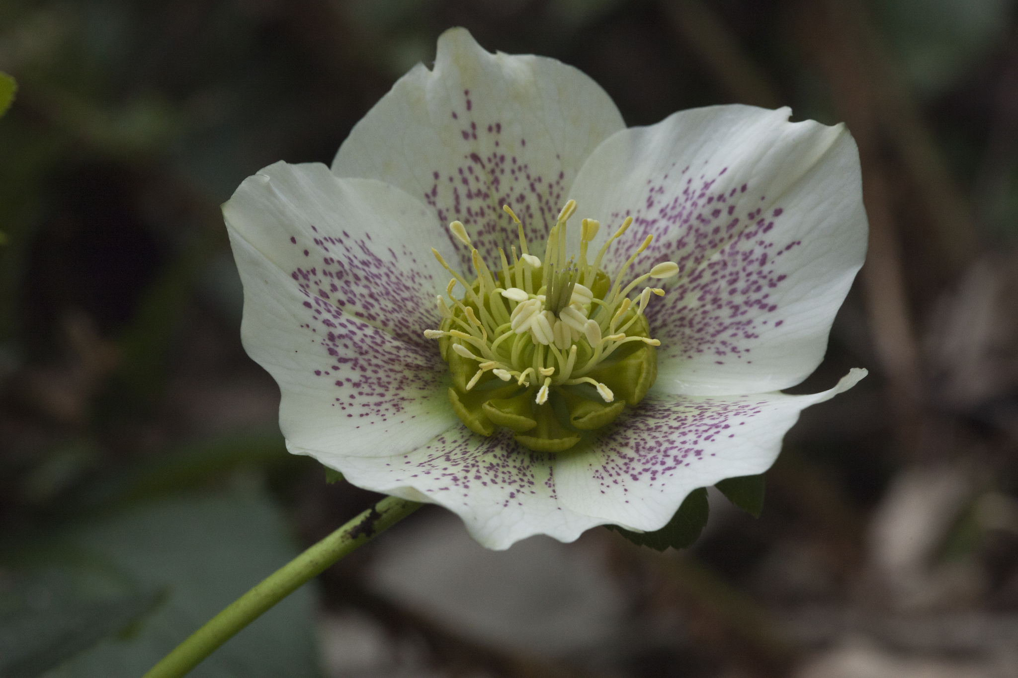 Helleborus