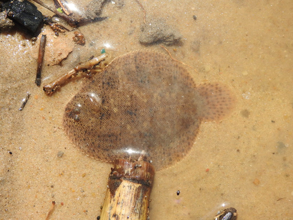 Common Freshwater Sole