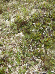 Leontopodium antennarioides