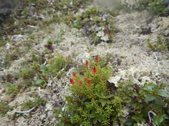 Rhodiola quadrifida