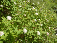 Spiraea beauverdiana