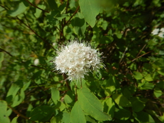 Spiraea beauverdiana