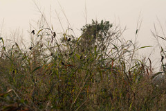 Ploceus philippinus