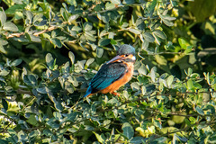 Alcedo atthis