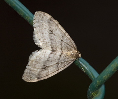 Operophtera fagata