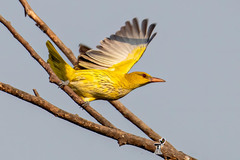 Oriolus kundoo