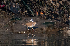 Actitis hypoleucos