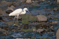 Egretta garzetta
