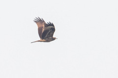 Milvus migrans