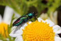 Bilyaxia concinna