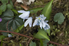 Scilla monanthos