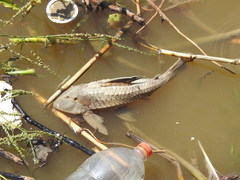Hypostomus commersoni