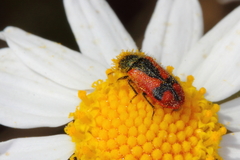 Arthrobrachus nigromaculatus