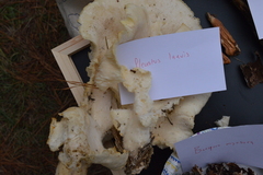 Pleurotus levis