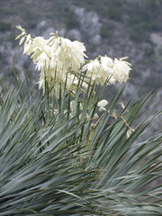 Yucca linearifolia