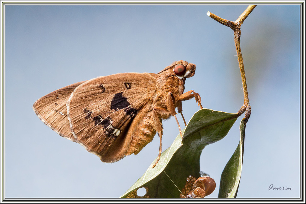Bungalotis quadratum