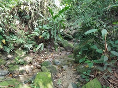 Ameerega rubriventris