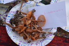 Laccaria trichodermophora