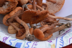 Laccaria trichodermophora