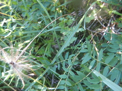 Pulsatilla ajanensis