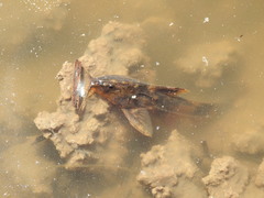 Rhinodoras dorbignyi