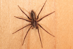 Sanogasta