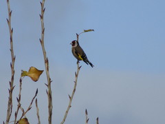 Carduelis carduelis