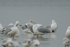Larus argentatus