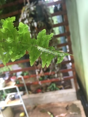 Argyrosticta decumana
