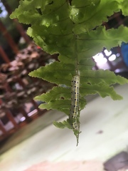 Argyrosticta decumana