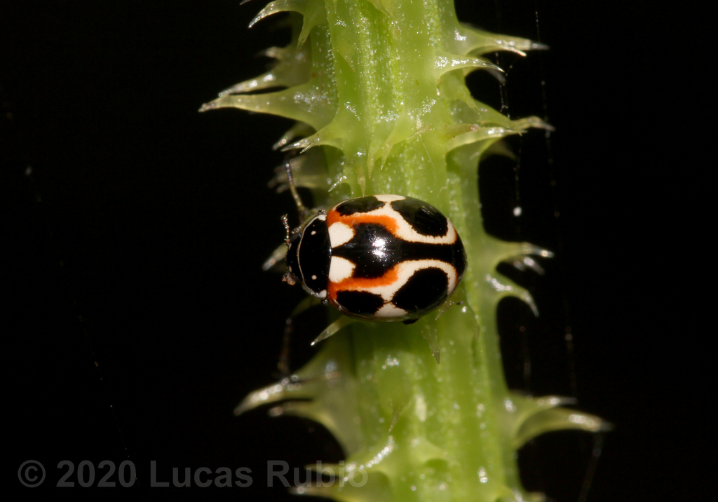 Cycloneda ancoralis