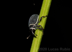 Rhyssomatus marginatus