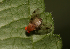 Leucophenga maculosa