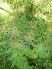 Geranium krylovii