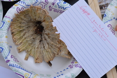 Cymatoderma caperatum