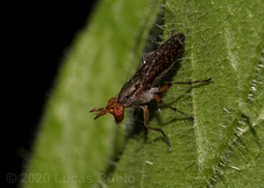 Protodictya